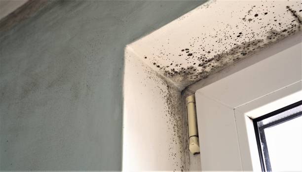 Best Attic Mold Removal  in High Rolls, NM