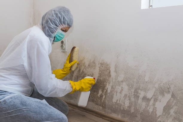 Best Industrial Mold Remediation  in High Rolls, NM