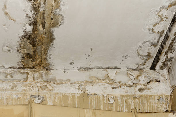 Best Mold Odor Removal Services  in High Rolls, NM