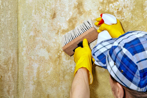 Best Water Damage & Mold Remediation  in High Rolls, NM