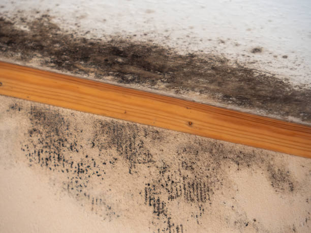 Reliable High Rolls, NM Mold Removal Solutions