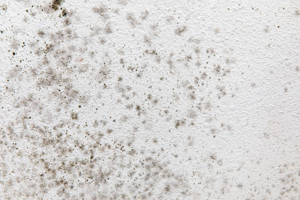 Best Forensic Mold Investigation  in High Rolls, NM