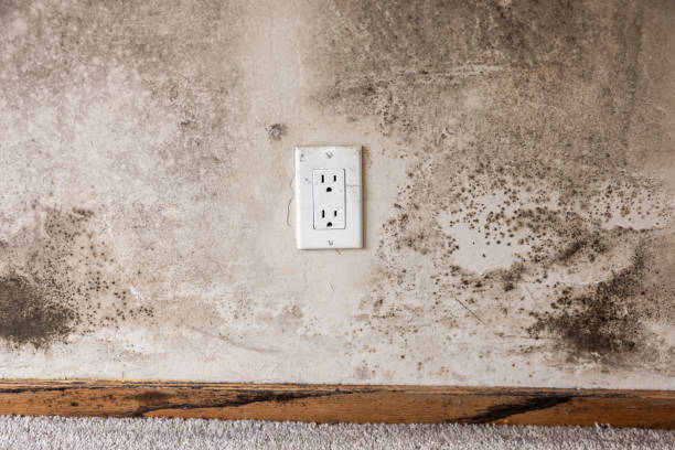 Best HVAC Mold Inspection and Cleaning  in High Rolls, NM