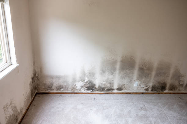 Best Indoor Air Quality Assessment  in High Rolls, NM