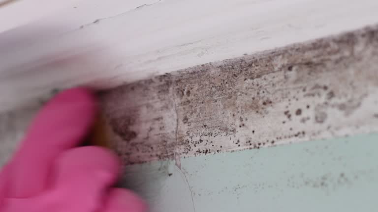Best Mold Remediation for Rental Properties  in High Rolls, NM